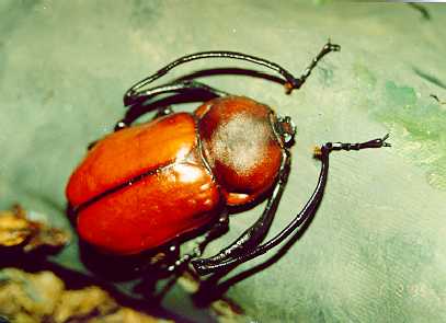 http://www.beetlebreeding.ch/wp-content/uploads/2011/07/Euchirus-Longimanus-%c2%a9-A.-Hasan.jpg