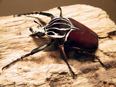 Goliathus-goliatus-male-%C2%A9-Borhuah-Chen.jpg