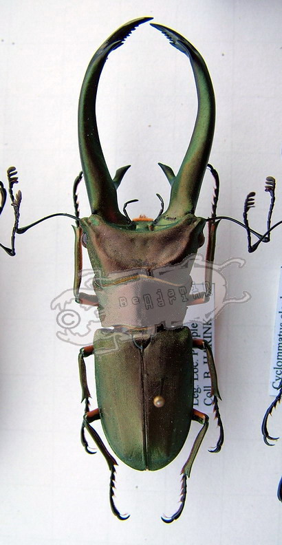 Cyclommatus elaphus Ben's Beetle Breeding Pages