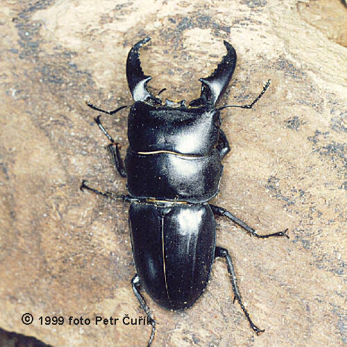Dorcus titanus sika male, Taiwan - Ben's Beetle Breeding Pages