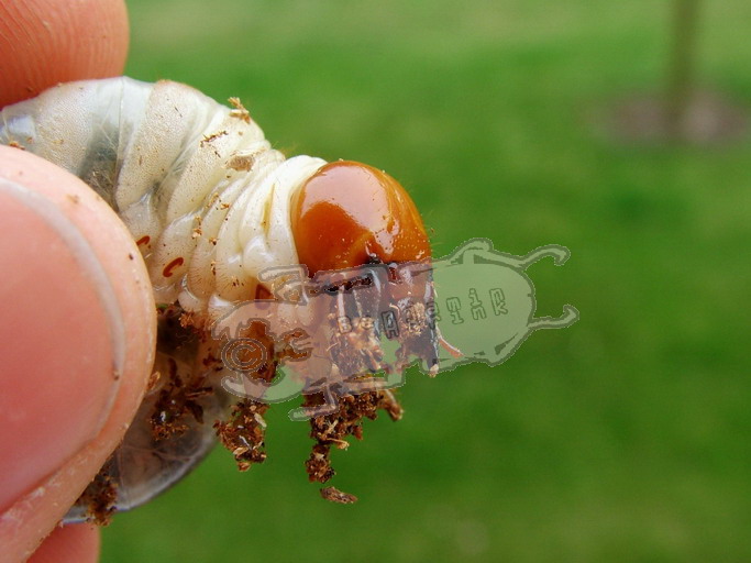 Dorcus curvidens curvidens Ben's Beetle Breeding Pages