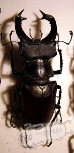 Lucanus cervus