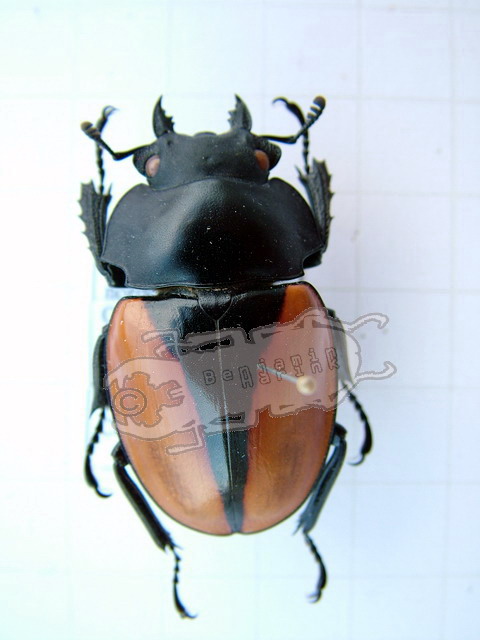 Insecte Naturalisé Odontolabis Elegans Mâle Et Femelle - Vitrine 3D Verre/bois - Qualité Musée - Allemagne