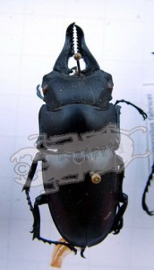 Prosopocoilus serricornis Ben's Beetle Breeding Pages