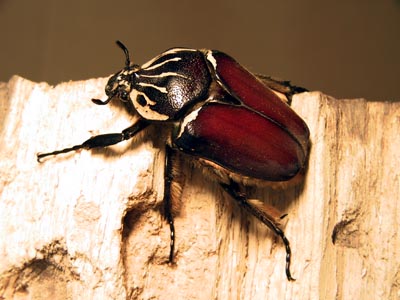 Goliathus-goliatus-female-%C2%A9-Borhuah