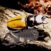 Odontolabis gazella, male F2, Malaysia © B.Harink