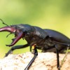 Swiss Lucanus cervus, minor male picture copyright B.Harink