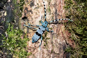 Rosalia alpina, a Swiss Cerambycidae Copyright B.Harink