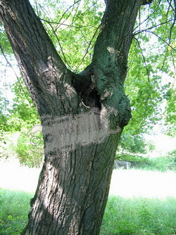 Tree holes in Tilia spec., the habitat of Osmoderma eremita