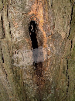 Tree hole - close up