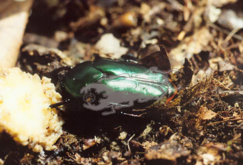 Agestrata belitungana, wild caught female from the Cameron Highlands