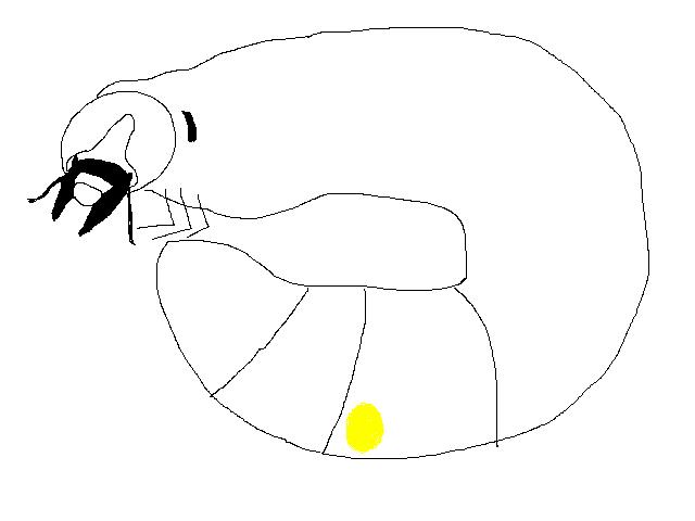 Figure 3.3  Yellowish ovaries may be visible underneath the 7-8th abdominal segment of the dorsal side of female larva after its mid L2 stage. No ovaries in male larva, as a matter of course. Besides, an L3 male reaches to 40-50 grams in weight when it is fully grown. Whereas the female remains up to 15 grams. 