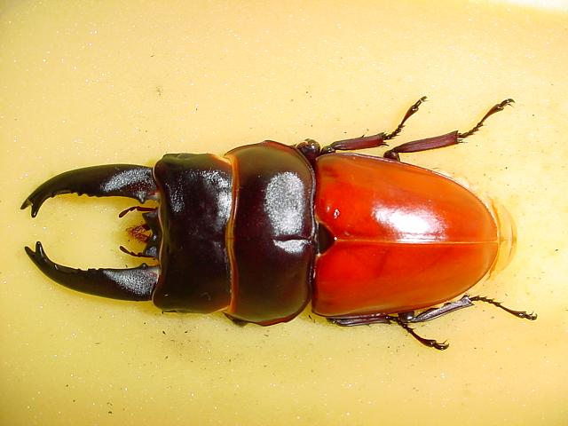 Figure 5.3  Shown in the picture is a 90 mm long male imago that emerged from the pupa in Figures 5.2.1 & 5.2.2 on March the 18th in 2005. Captive reared by the author.