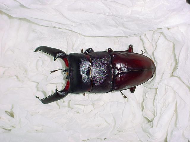 Figure 5.2  Shown in the picture is a 101 mm long male imago that emerged on March the 10th in 2004. Captive reared by the author. 