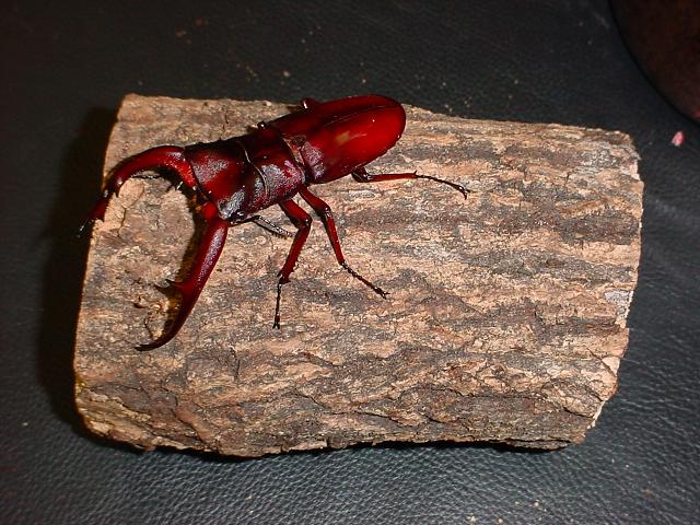 Figure 5.2 Shown in the picture is a 97 mm long male imago that emerged in January 2004. Captive reared by the author.