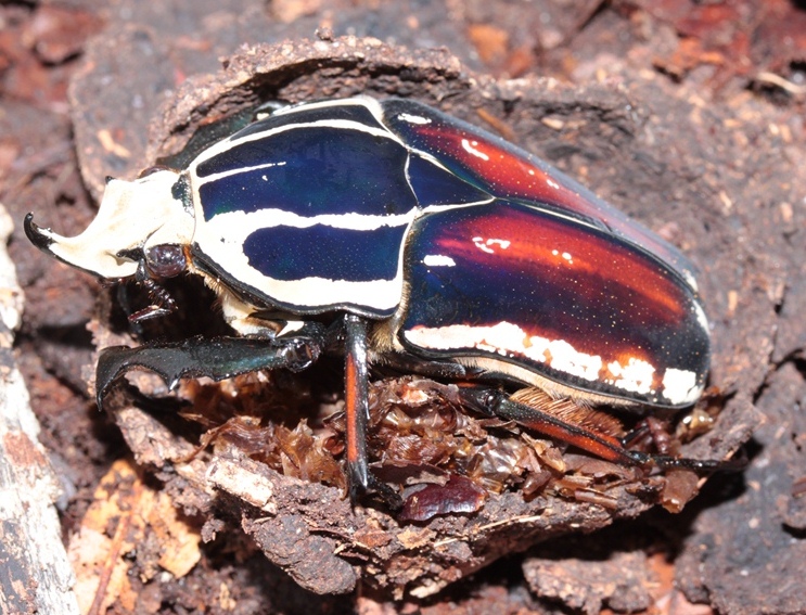 Mecynorrhina ugandensis male