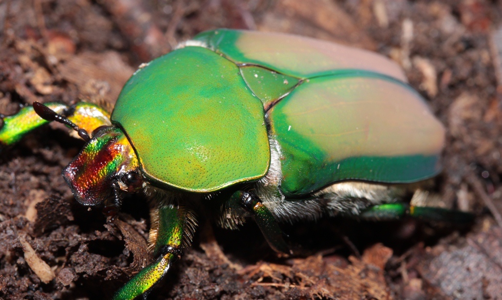 Stephanocrates dohertyi female