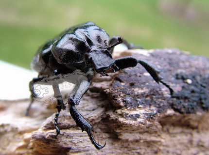 Osmoderma eremita, a rare European species