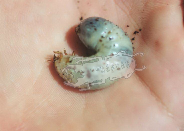 Head sizes of the different larval stages of several beetle species