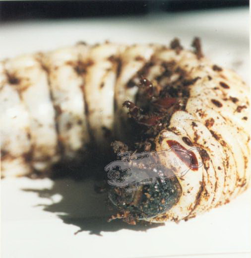 Goliathus goliatus, larva L3