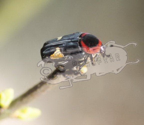 Glyciphana horsfieldi sinensis