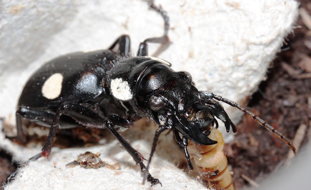 Anthia sexguttata female, a beautiful beetle from India