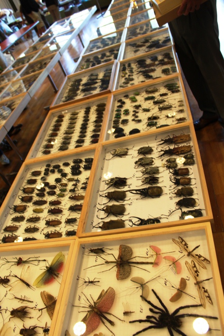 Insects on offer - show specimen