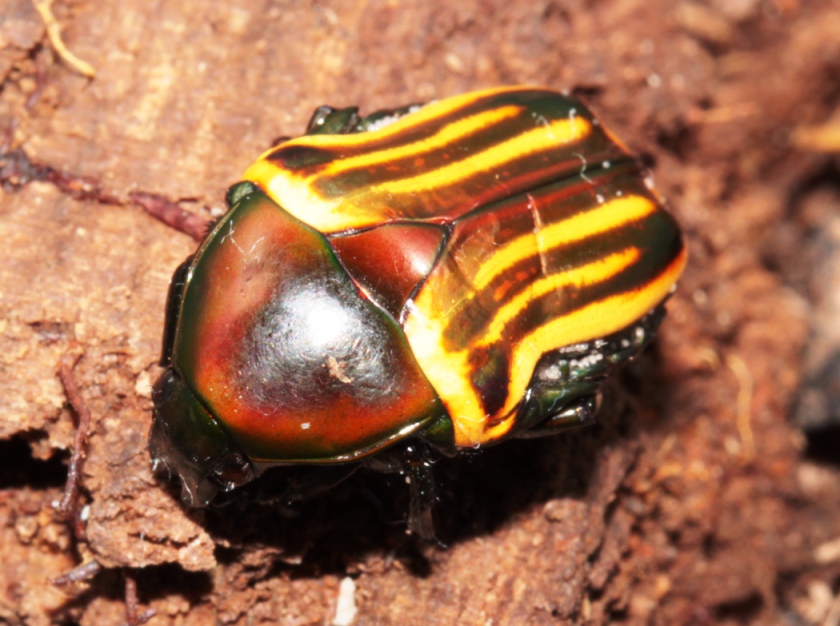 Coptomia mauritania fasciata, F1 © Benjamin Harink