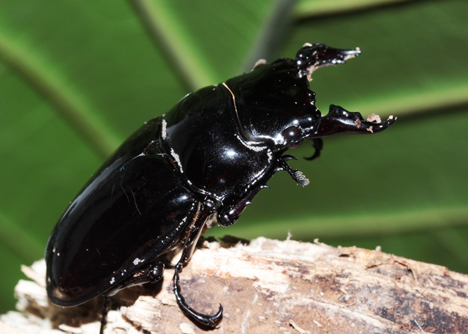 Mesotopus tarandus wild caught male