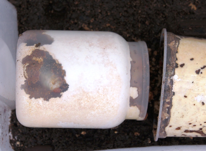 Mesotopus tarandus L3 larvae in Japanese Trametes Kinshi