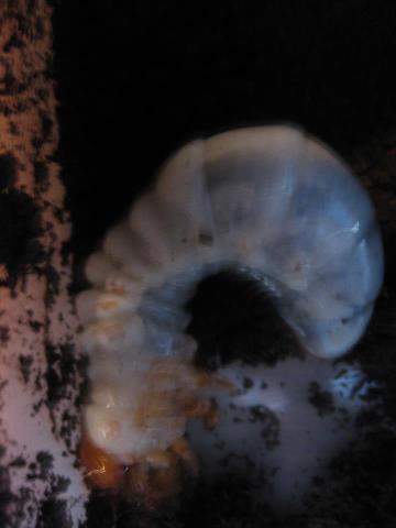 Odontolabis dalmanni intermedia larva, phot by Kay the Guru