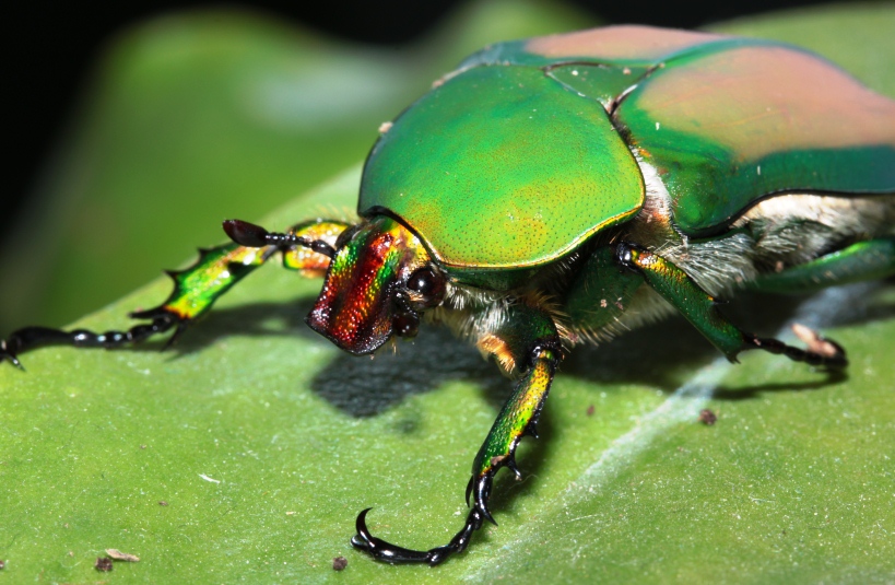 Stephanocrates dohertyi, female, F!