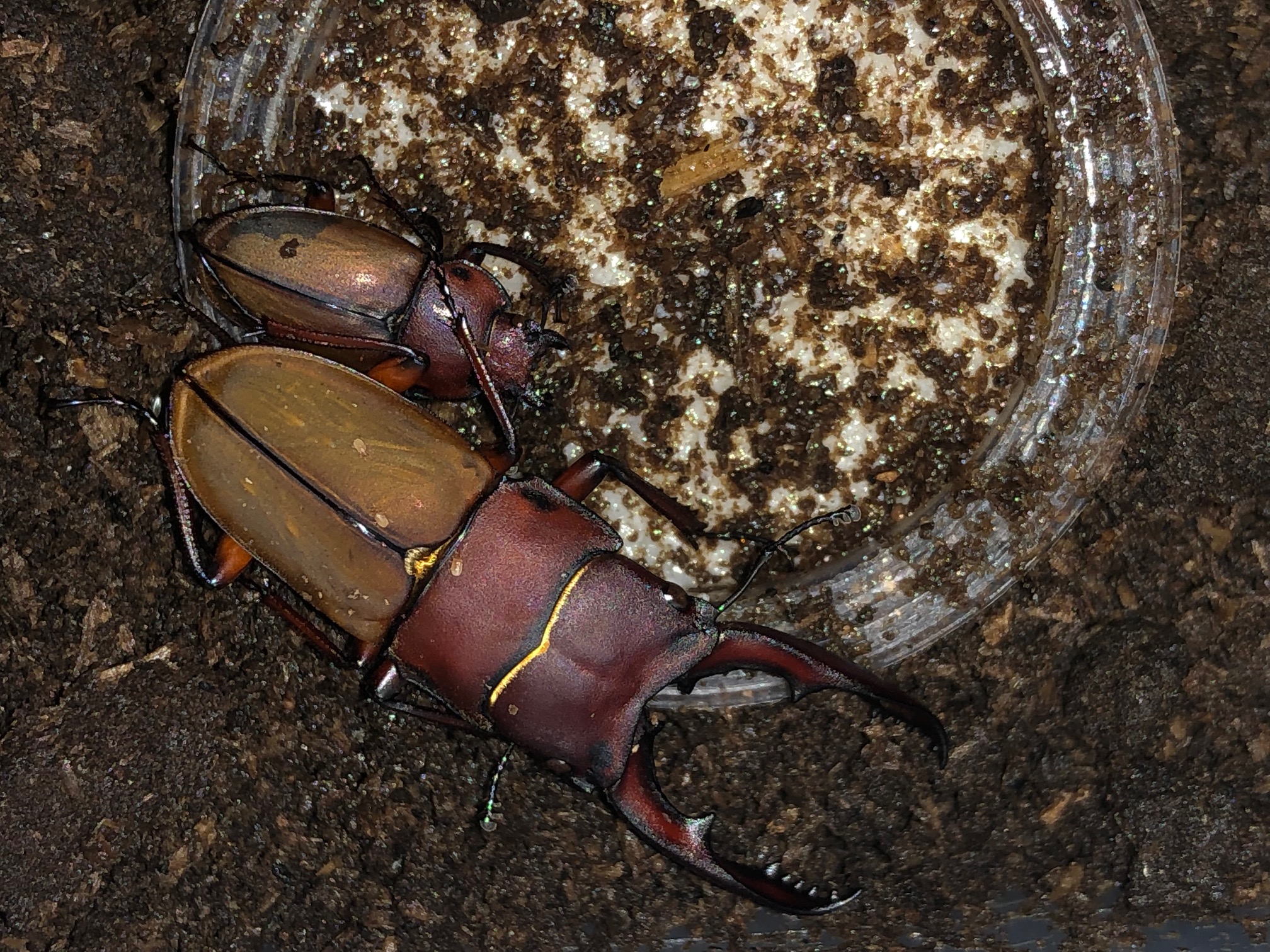 Image of a male of the next generation of Leptinopterus burmeisteri