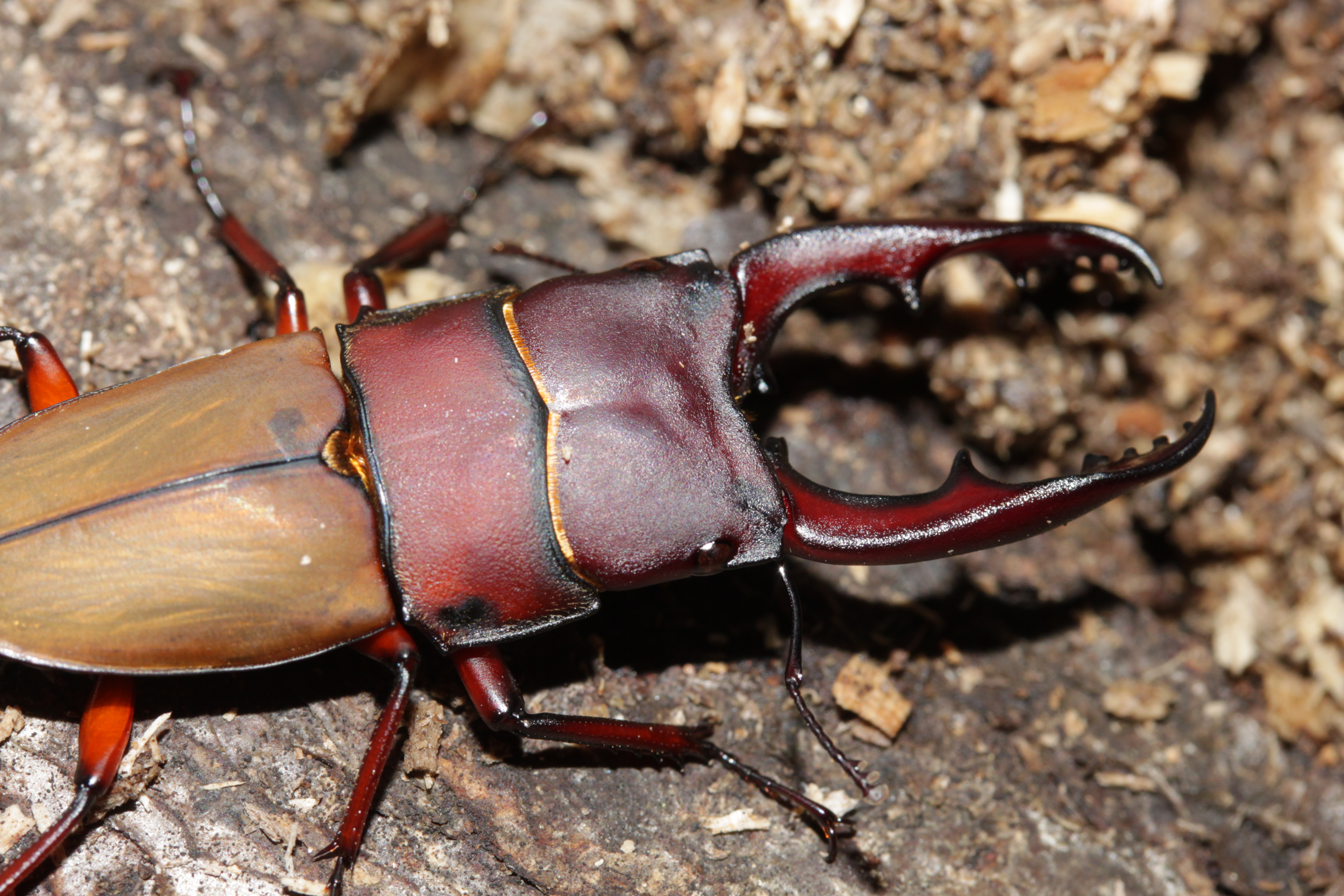 Leptinopterus burmeisteri male