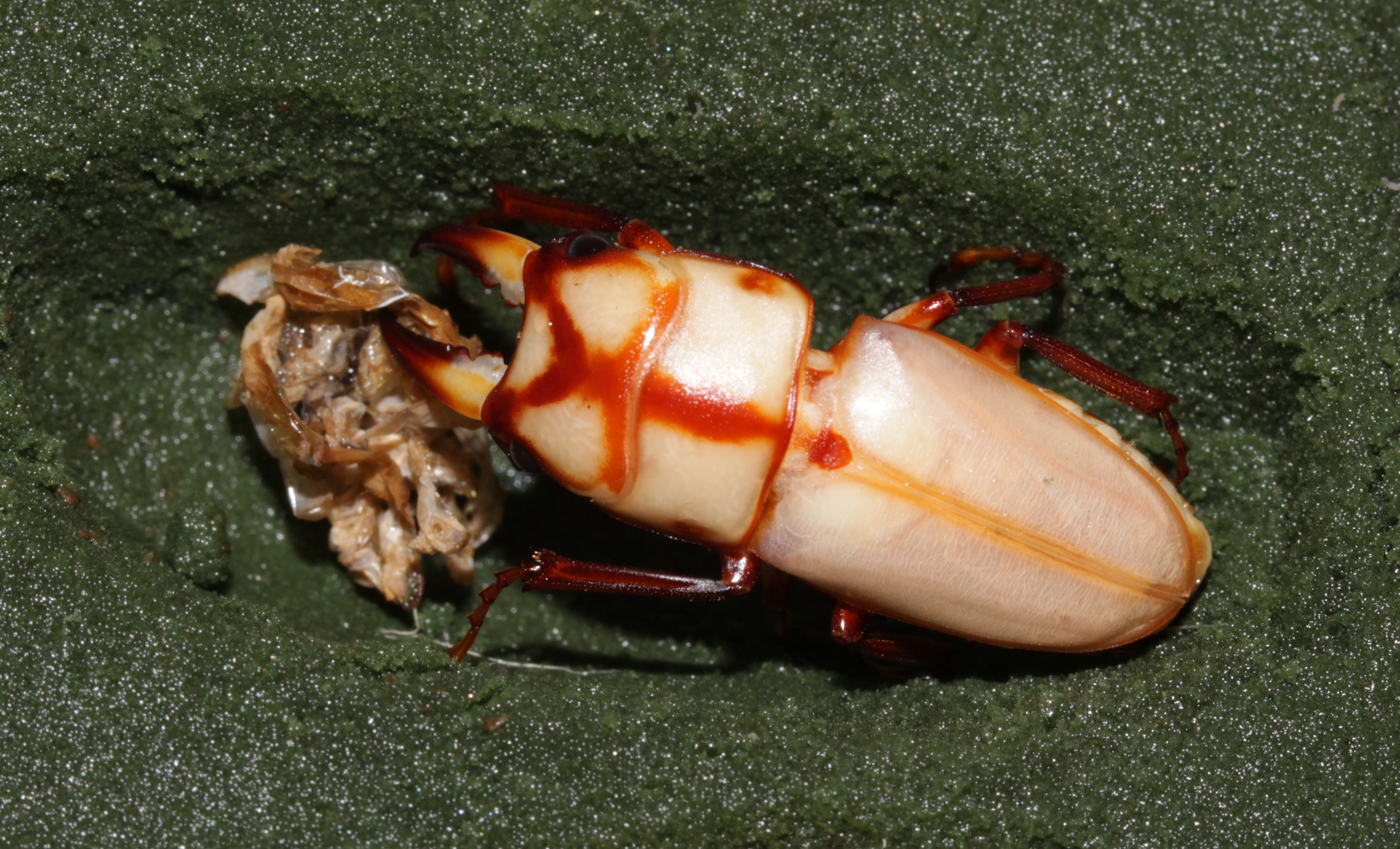 Prosopocoilus suturalis minor male in artificial cocoon from Thailand