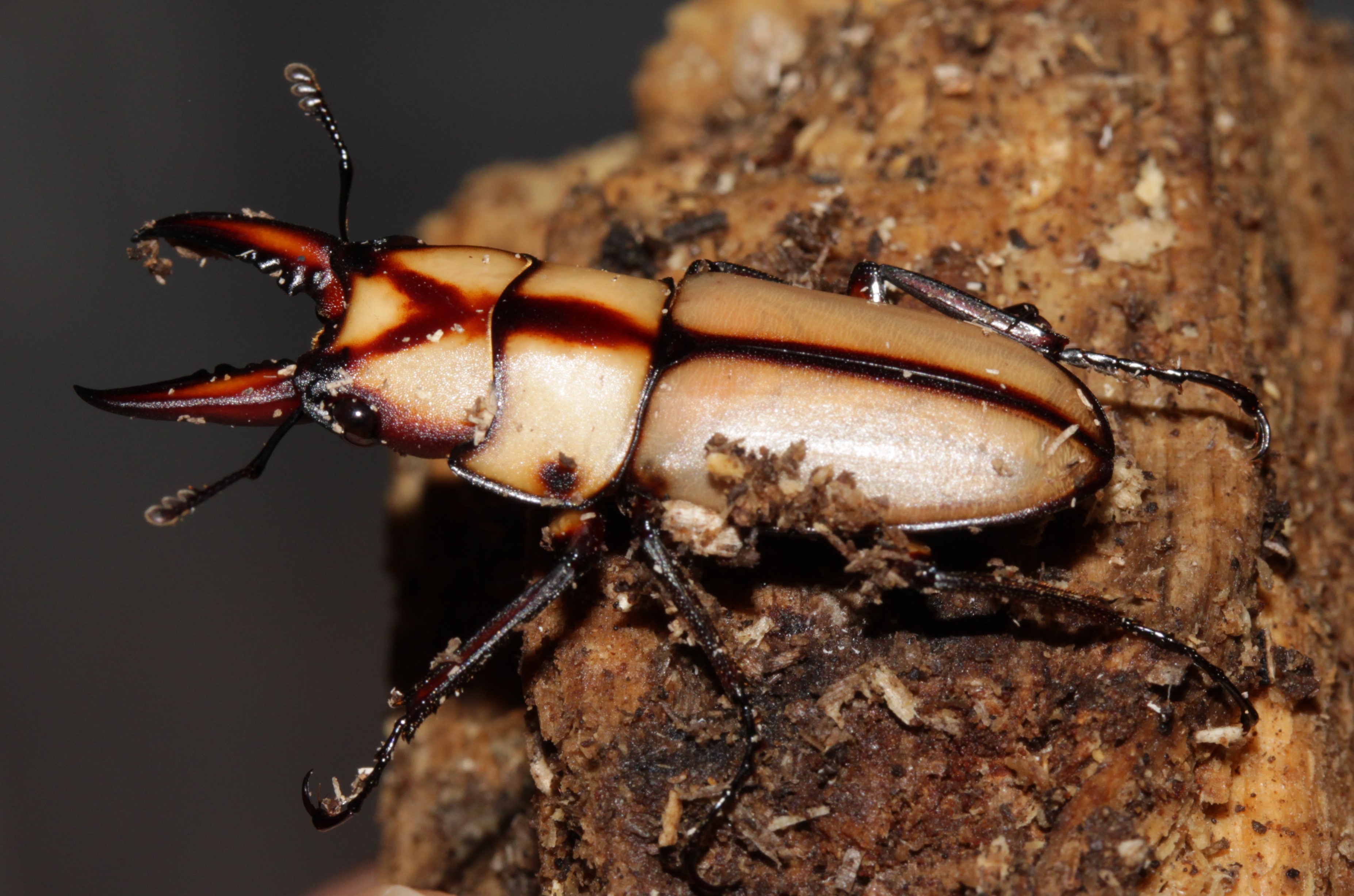 Prosopocoilus suturalis minor male from Thailand