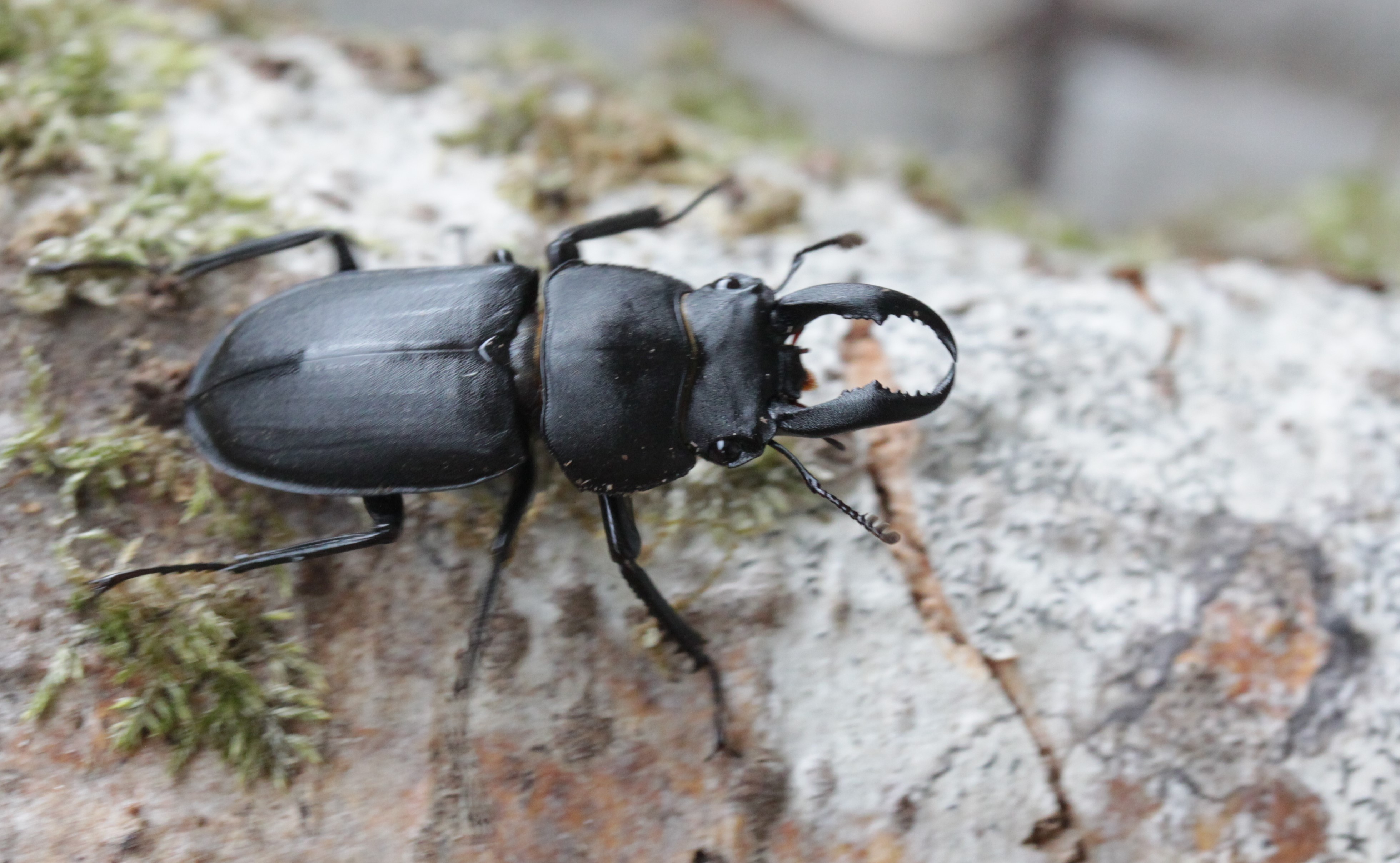 Rhaetulus crenatus recticornis male, from Amami Oshima Japan