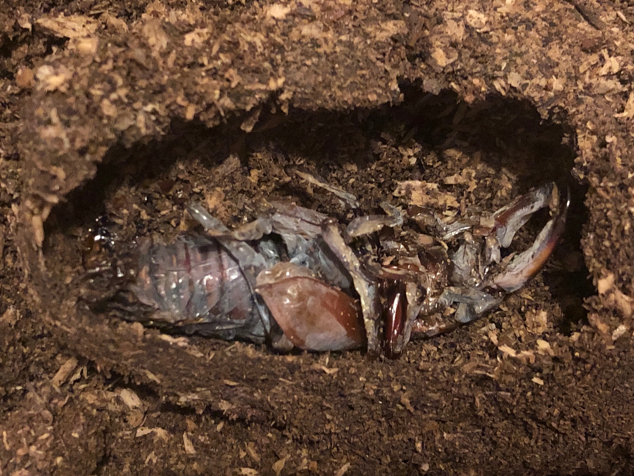 Hexarthrius davisoni male pupae died hatching