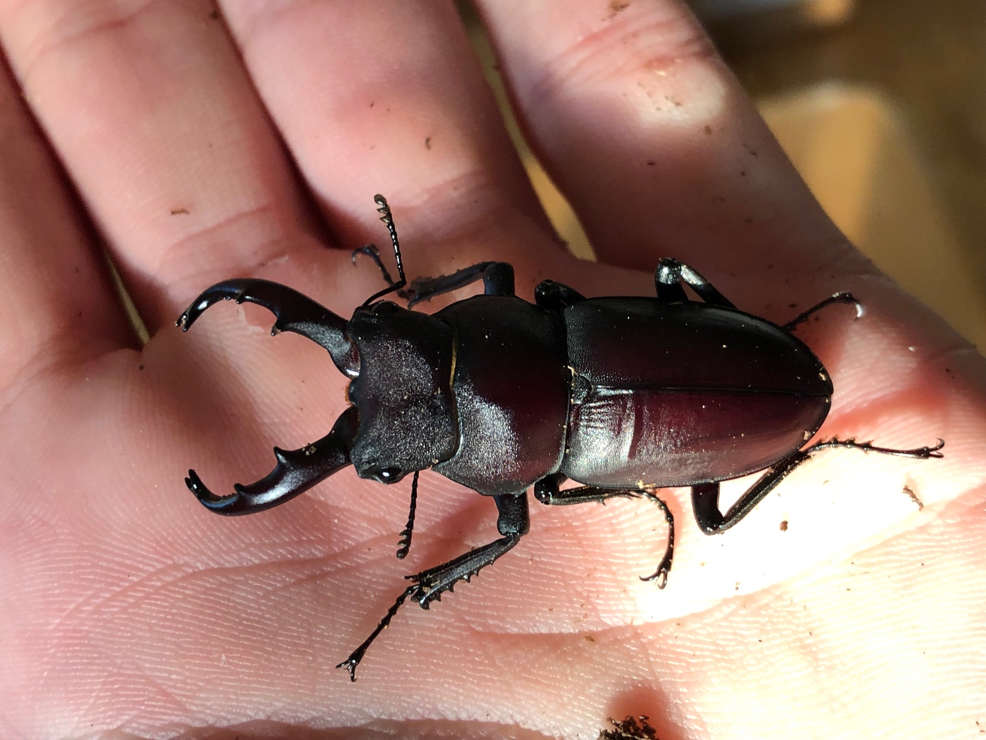 Kirchnerius guangxii fresh hatched male from China