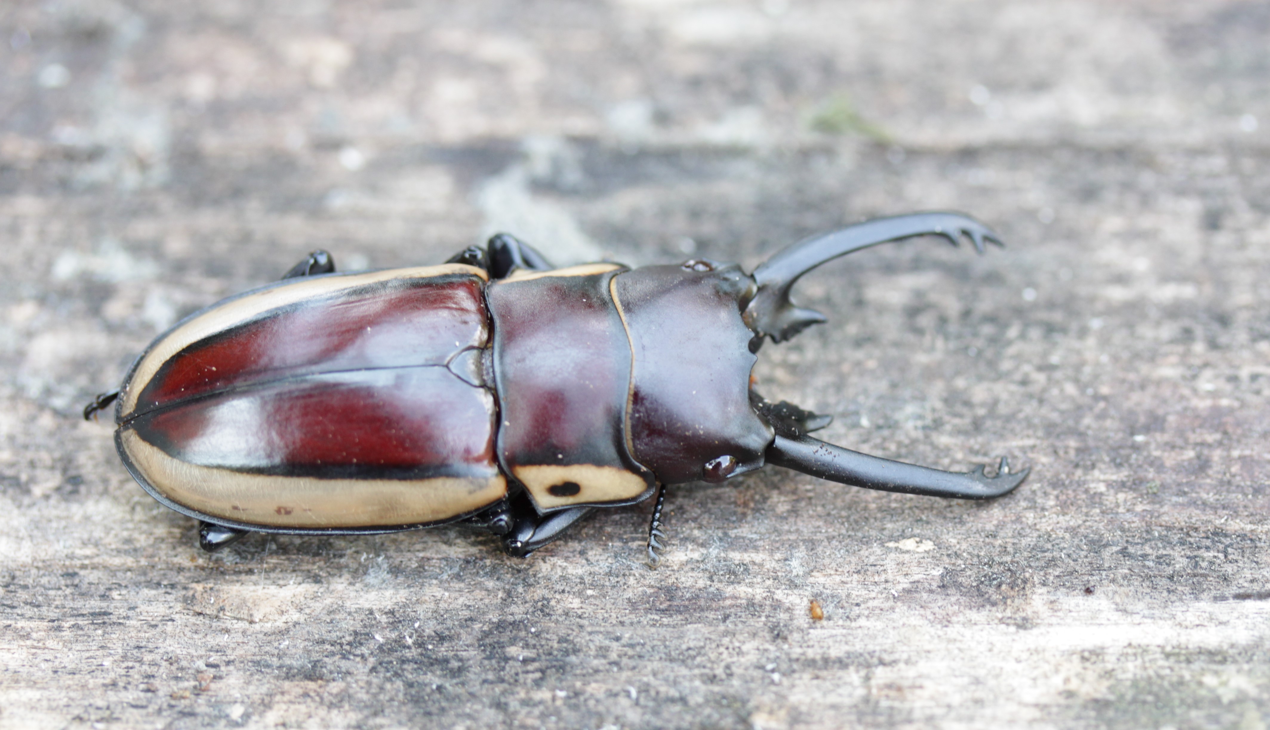 Prosopocoilus bison cinctus from Papua New Guinea - telodont male