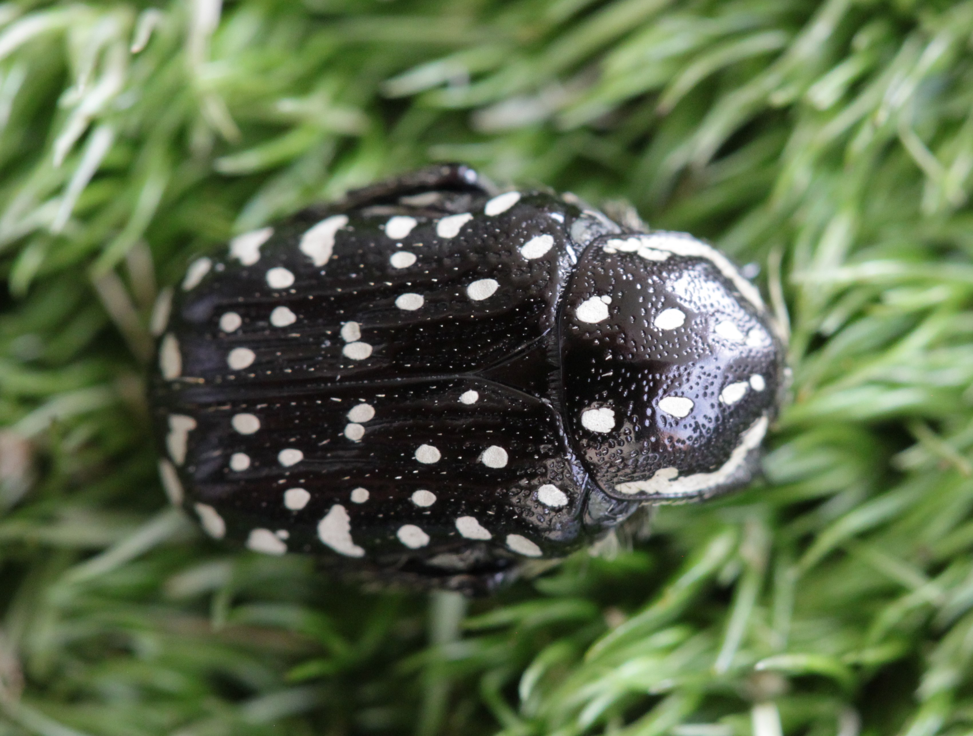 Oxythyrea pantherina, from Tunisia, F5 generation