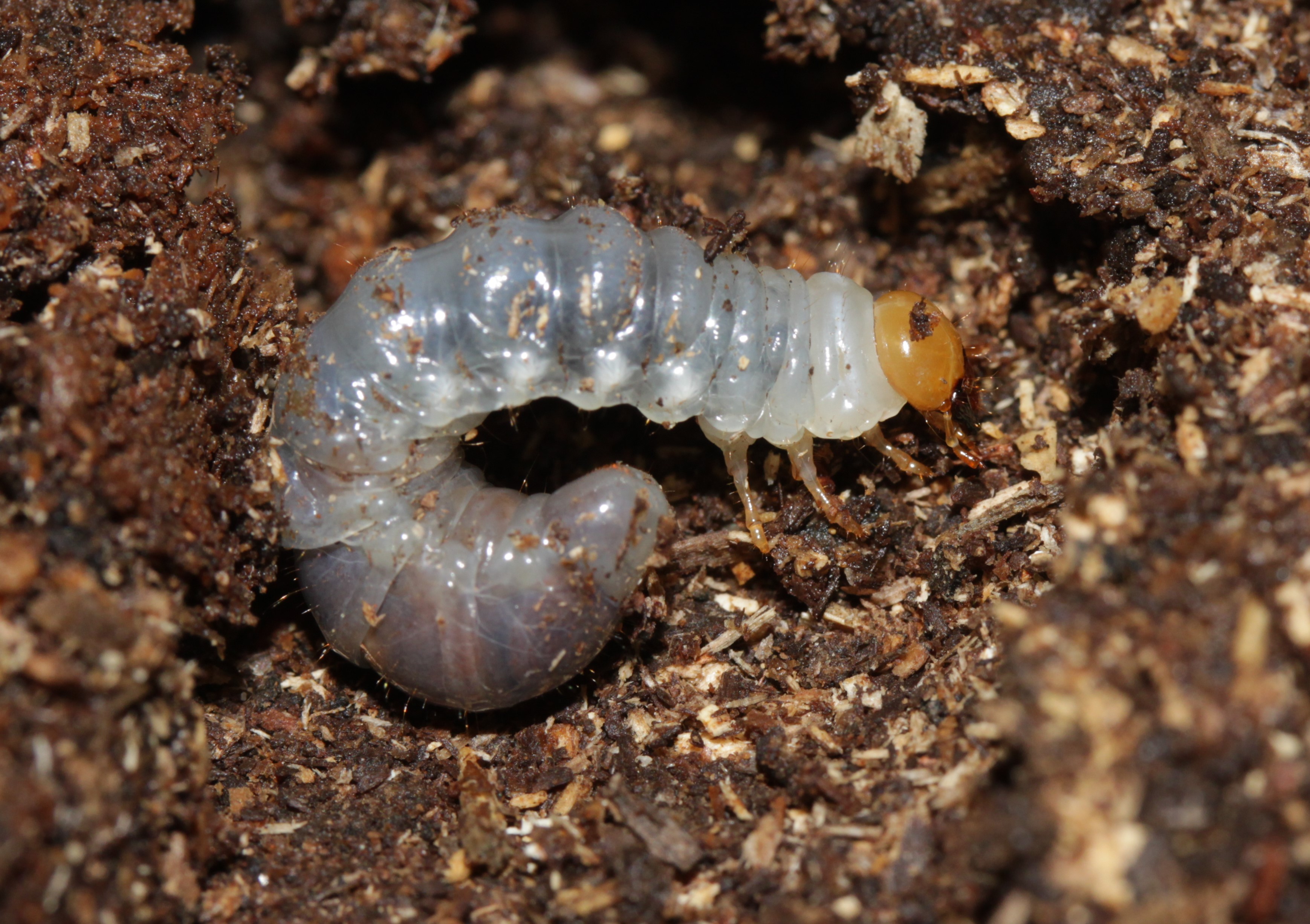 Rhaetulus crenatus recticornis larva L3 , from Amami Oshima Japan