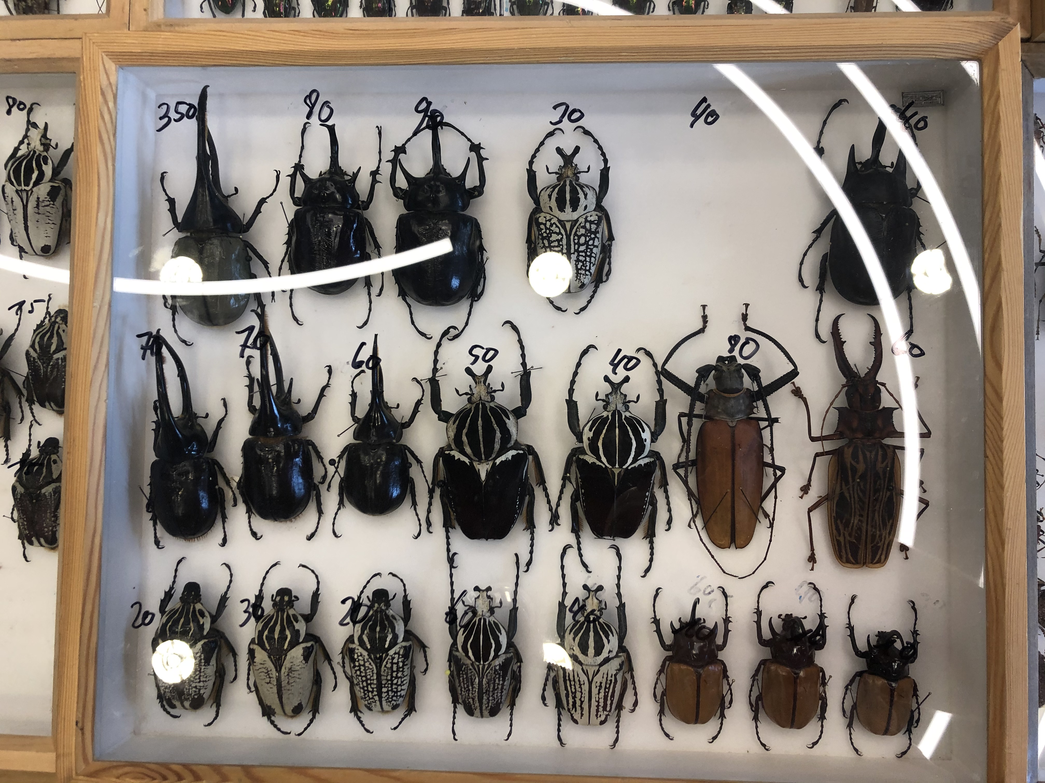 Goliathus, Dynastes, Cerambycidae specimen
