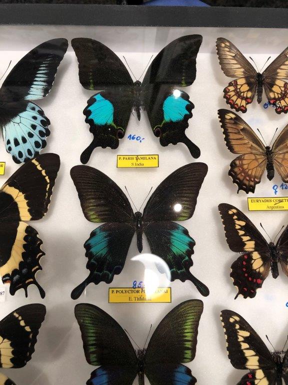 Papilio paris tamilana