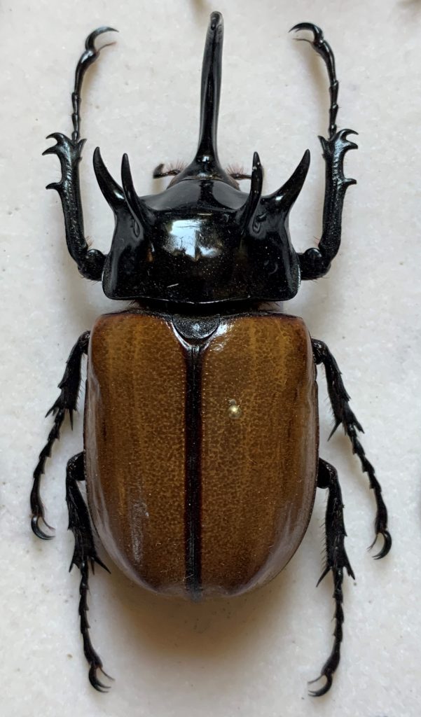 Eupatorus gracilicornis