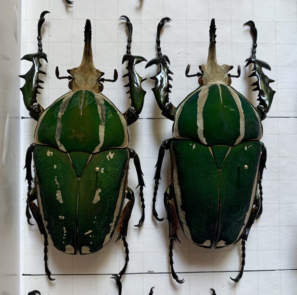 Mecynorhina torquata poggei