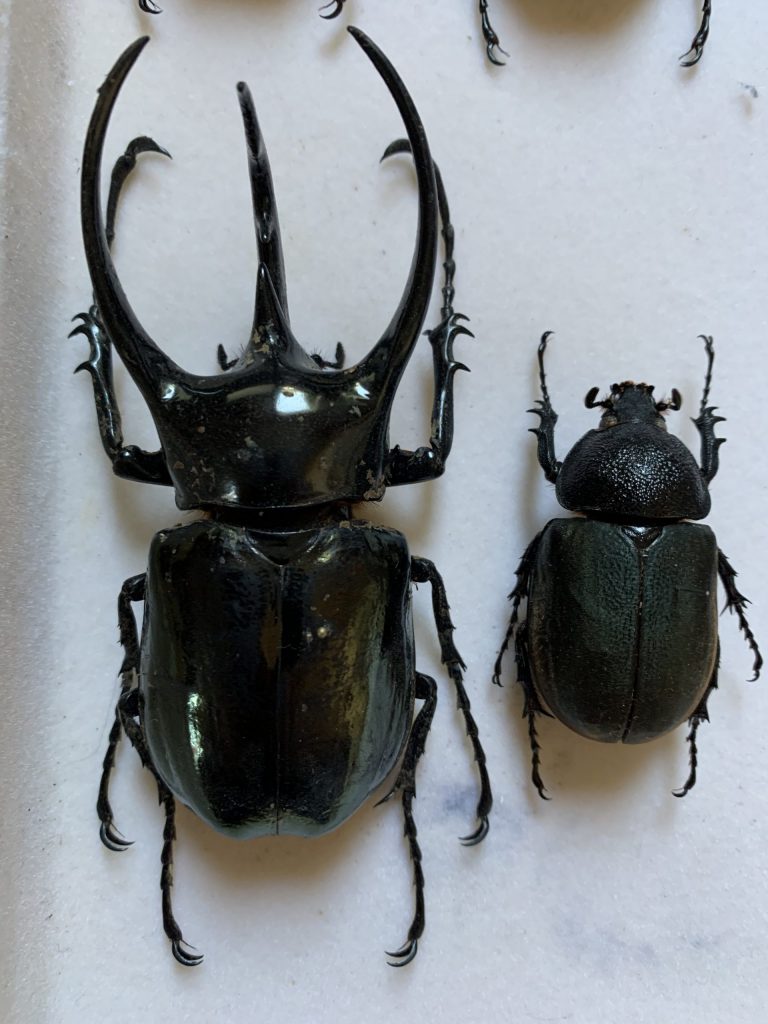 Chalcosoma chiron chiron