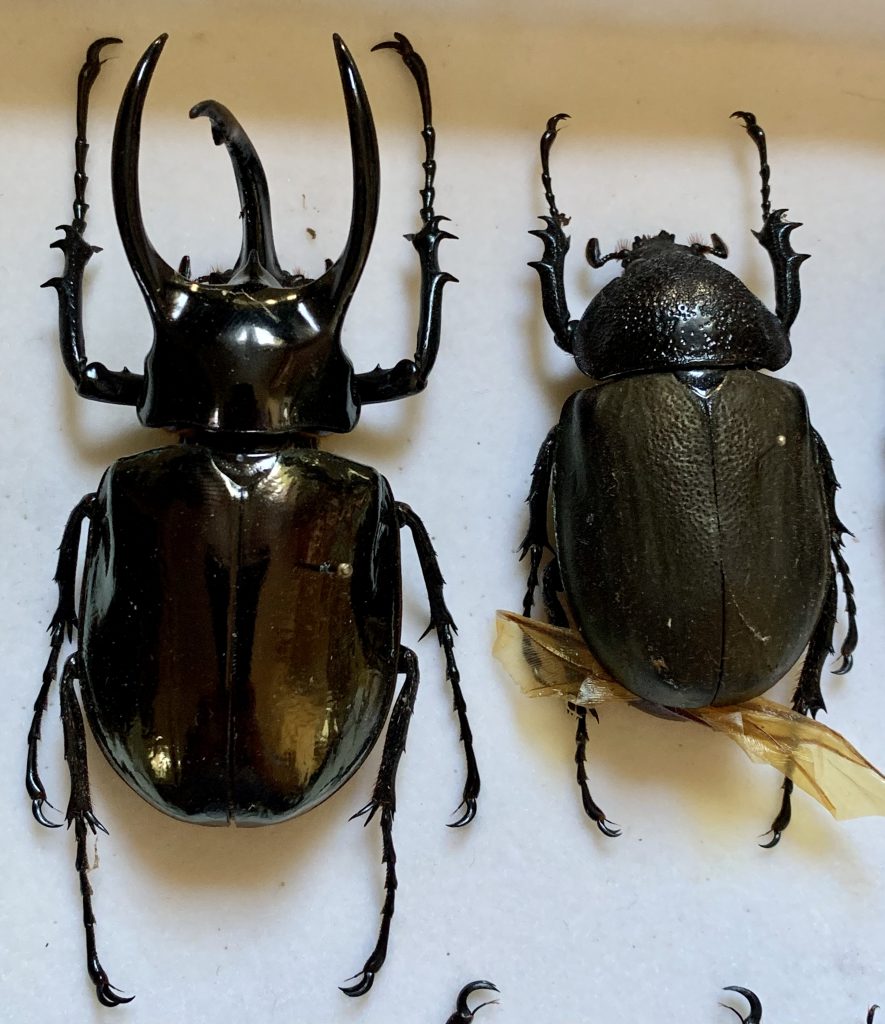 Chalcosoma atlas mantetsu