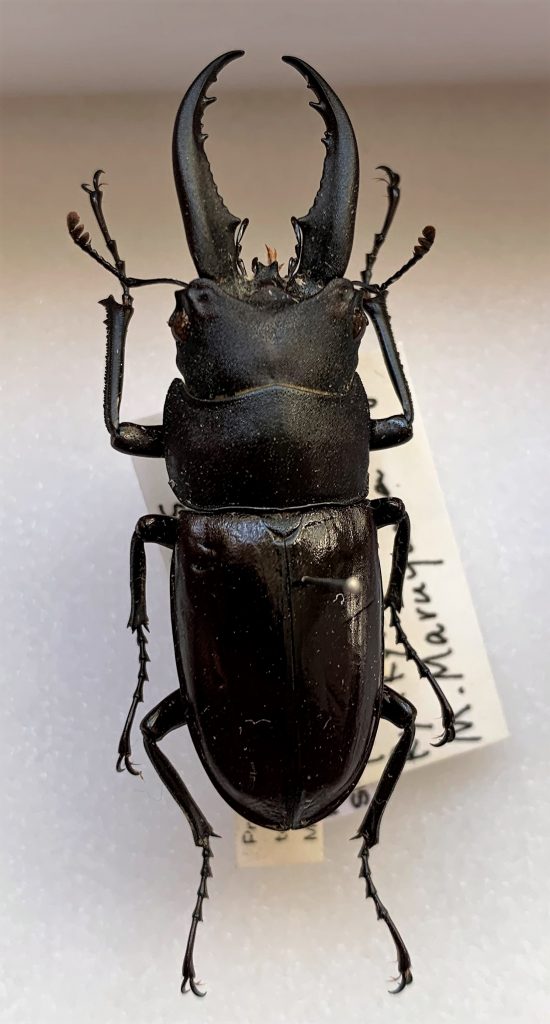 Prosopocoilus dissimilis tokunoshimaensis