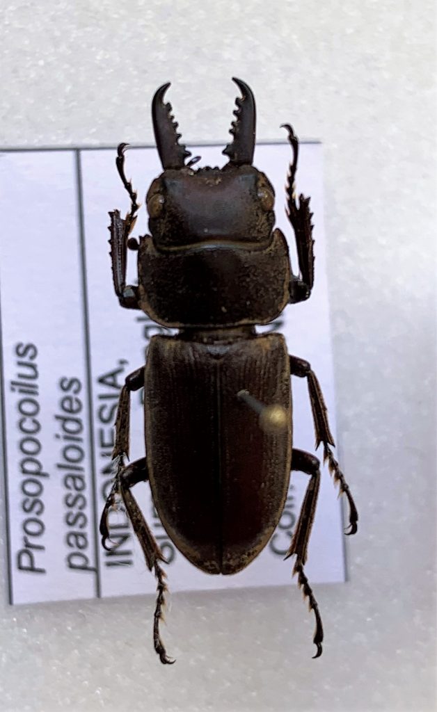 Prosopocoilus passaloides